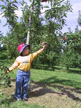 09-06-2004_02_ApplePickig