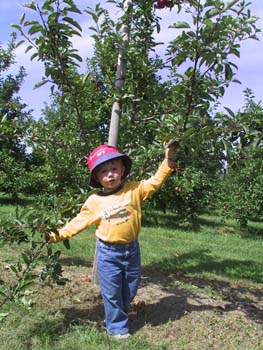 09-06-2004_03_ApplePickig