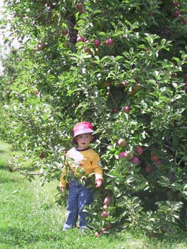 09-06-2004_04_ApplePickig