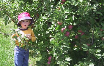 09-06-2004_05_ApplePickig