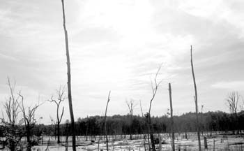 09-06-2004_13_ApplePickig