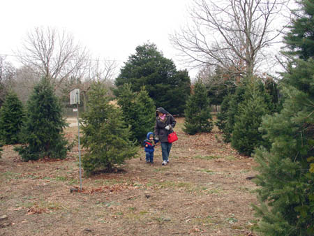 12-18-2005_01_XmasstreeCut