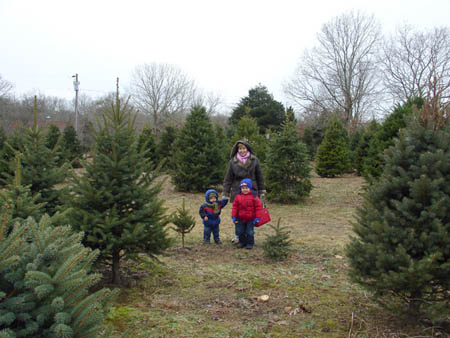 12-18-2005_05_XmasstreeCut
