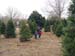 12-18-2005_01_XmasstreeCut