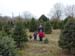 12-18-2005_05_XmasstreeCut
