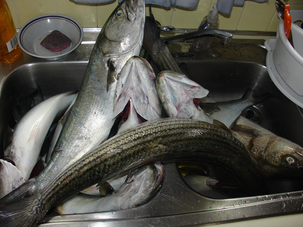 07-28-2007_06_CapeCod