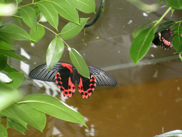 08-05-2008_05_Mus_of_Sci